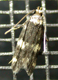 Four-spotted Yellowneck